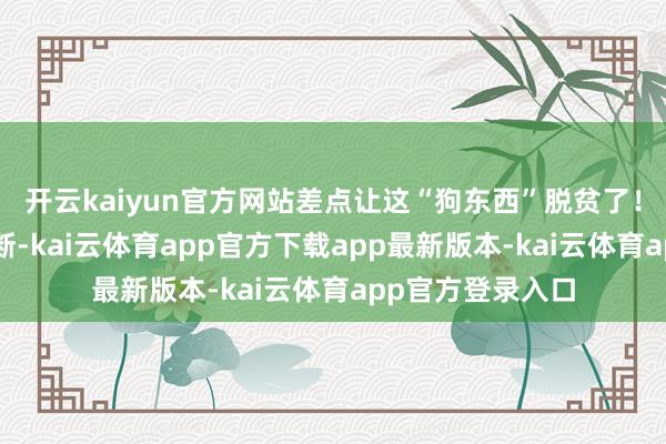 开云kaiyun官方网站差点让这“狗东西”脱贫了！3面条专挑细处断-kai云体育app官方下载app最新版本-kai云体育app官方登录入口